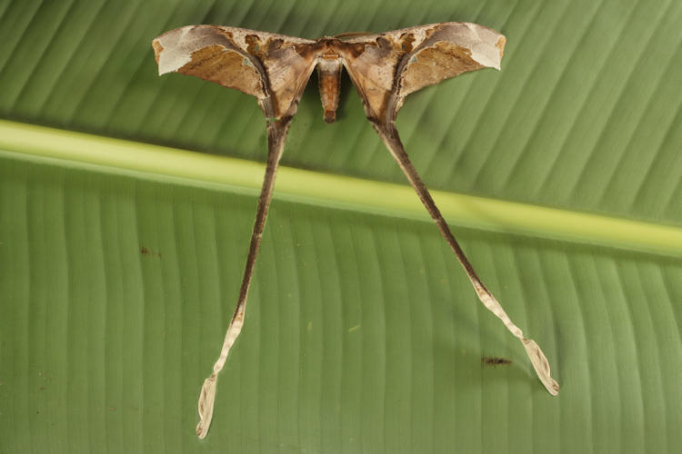 Copiopteryx semiramis andensis