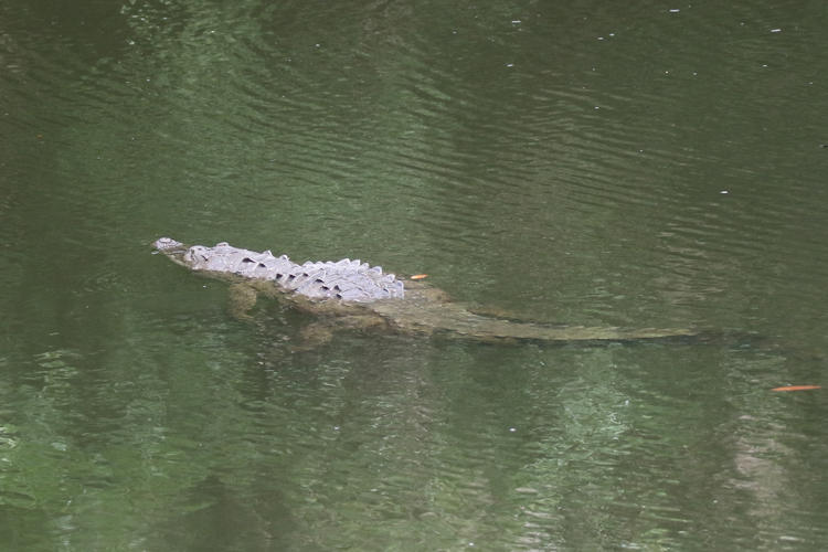 Crocodilus acutus