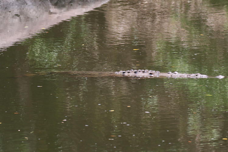 Crocodilus acutus
