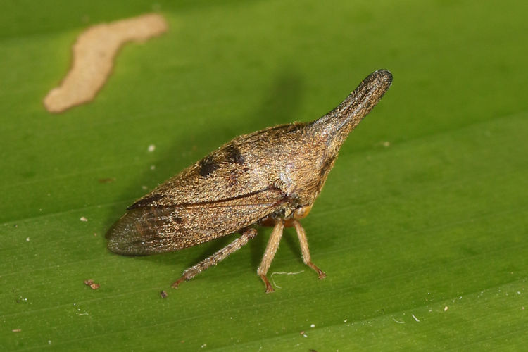 Aconophora sp.