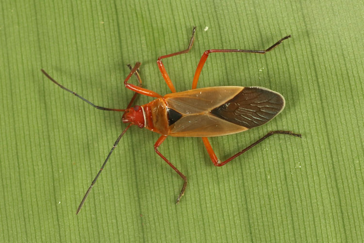 Dysdercus bimaculatus