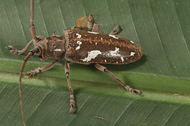 Hammatoderus thoracicus