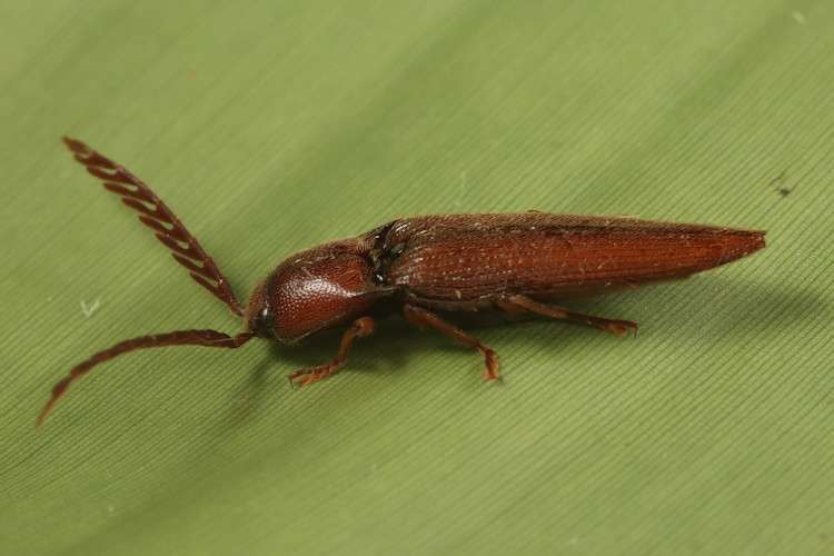 Dicrepidius palmatus