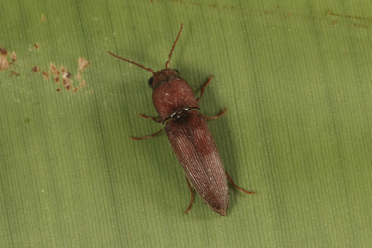 Eucnemidae sp. nov. (undescribed)