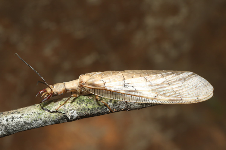 Corydalus flavicornis