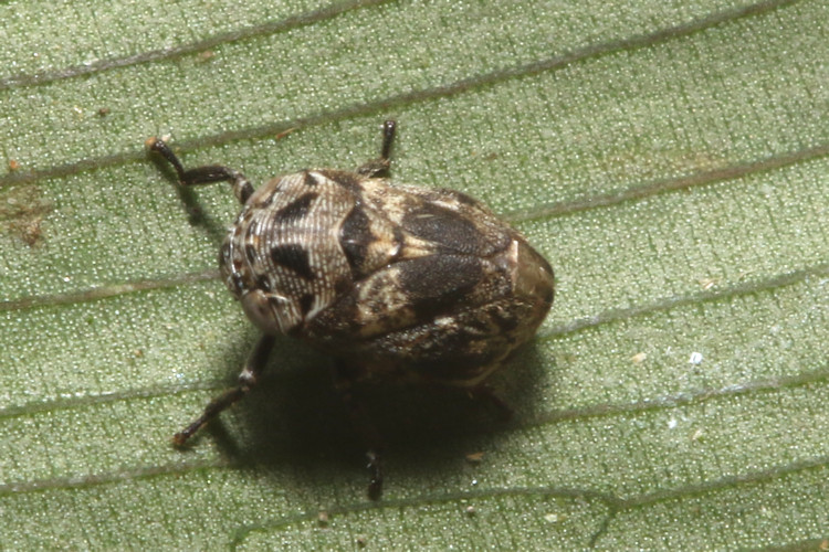 Clastopteridae sp.