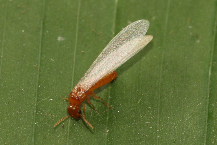 Kalotermitidae sp.