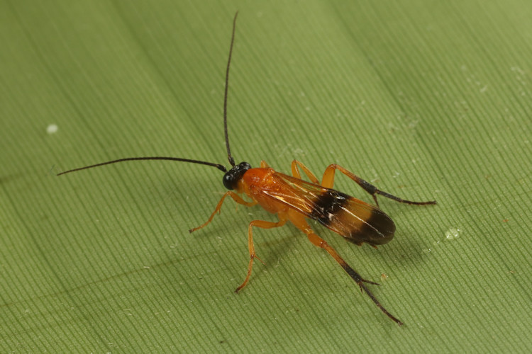Ichneumonidae sp.1