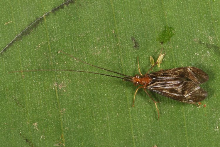 Phylloicus aeneus