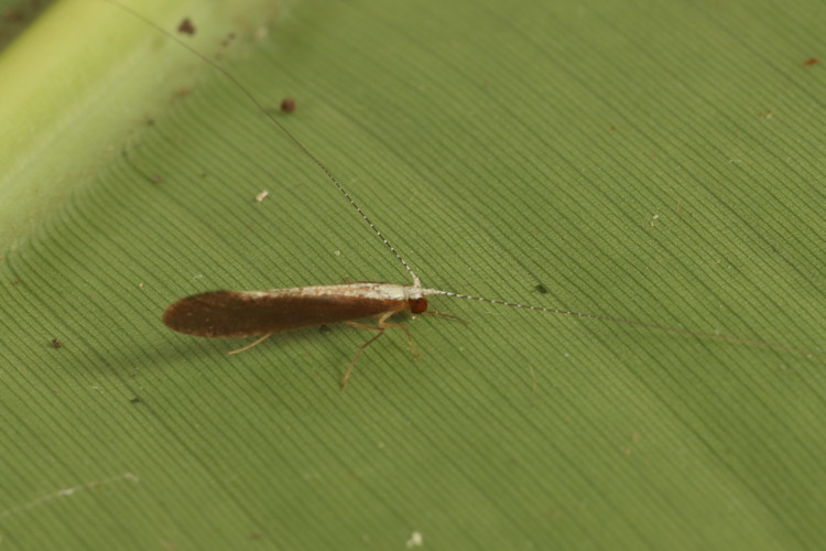 Leptoceridae sp.