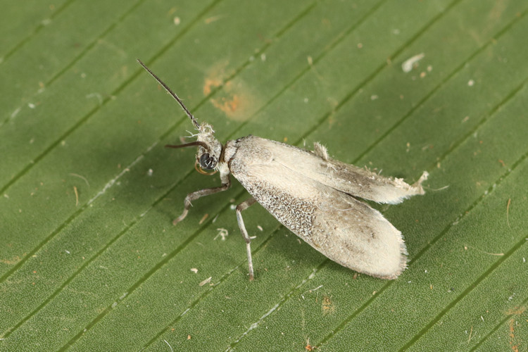 Nephelosia caecina