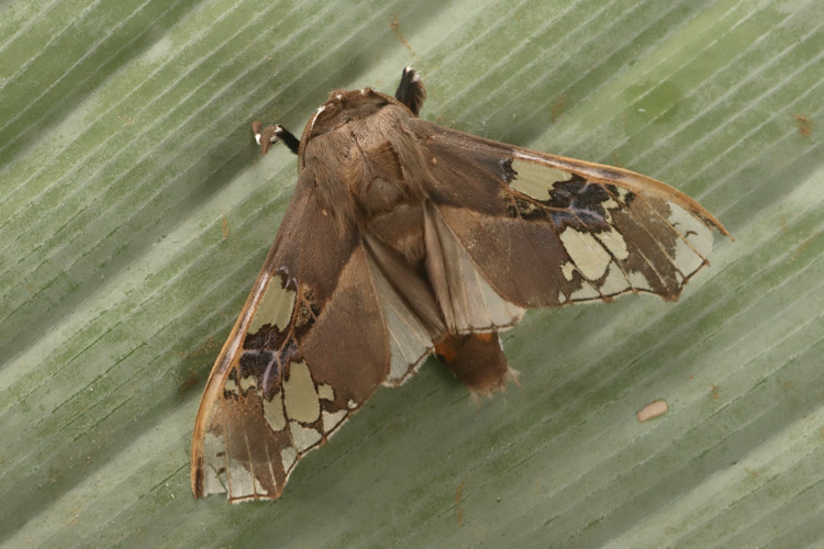 Parathyris griseata