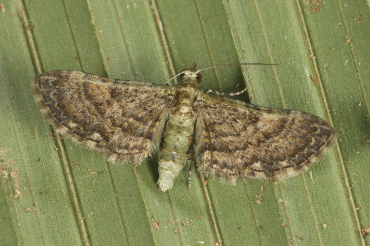 Eupithecia discordans