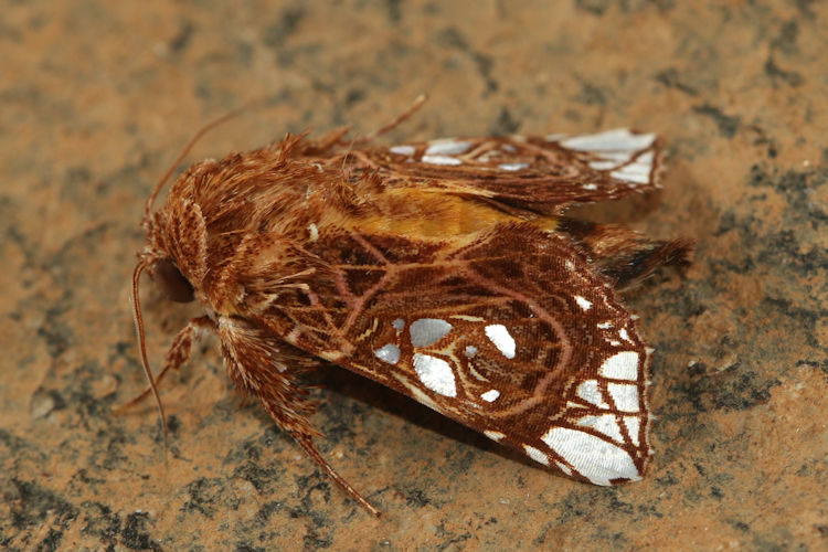 Argyrosticta ditissima