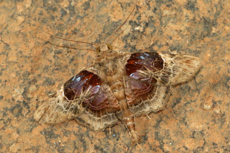 Dolichosomastis archadia