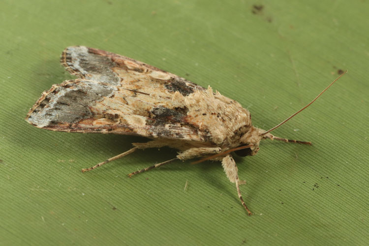 Spodoptera latifascia