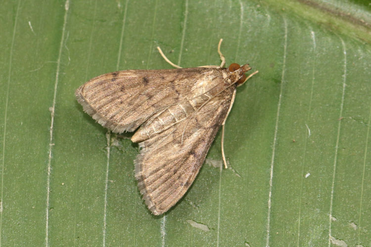 Omiodes confusalis