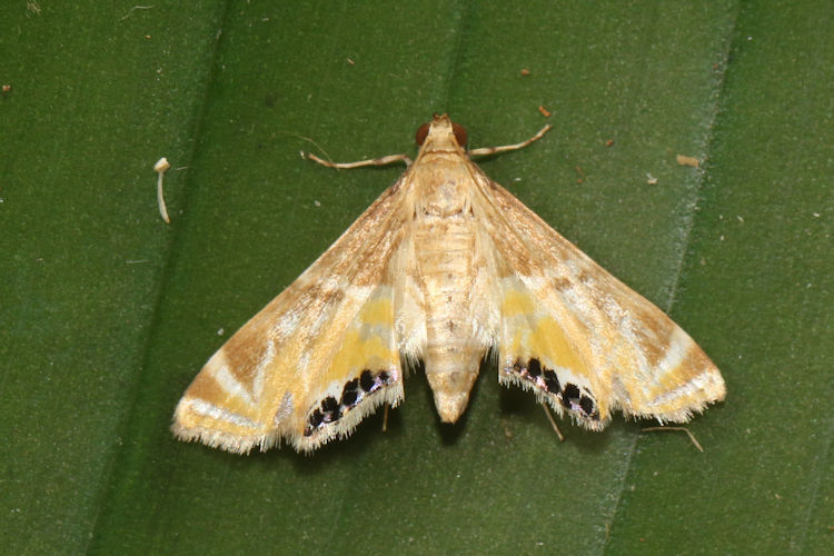 Petrophila triumphalis