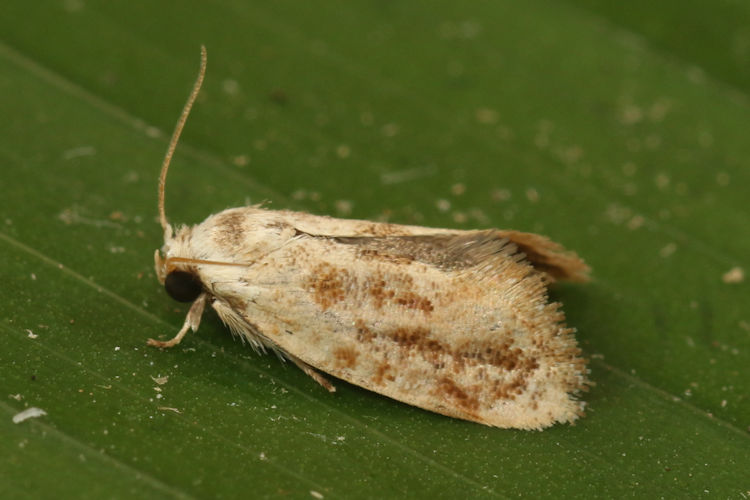Pyralidae sp.14