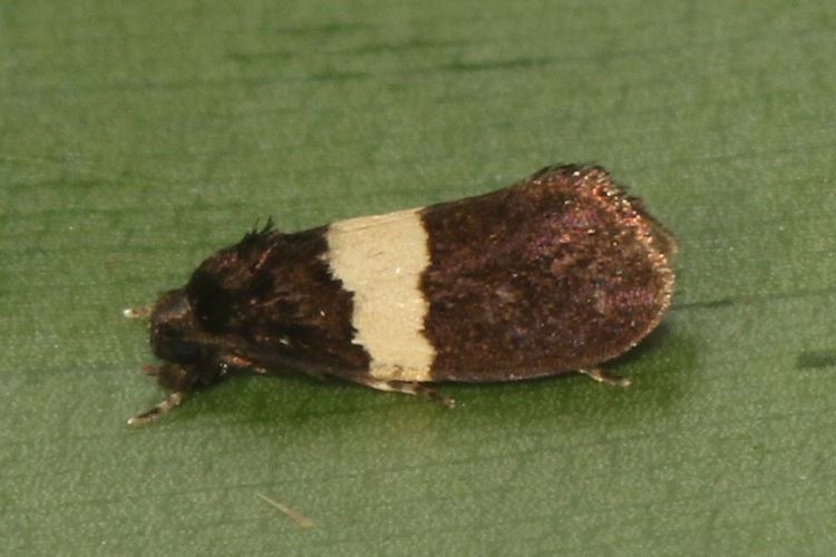 Pyralidae sp.03