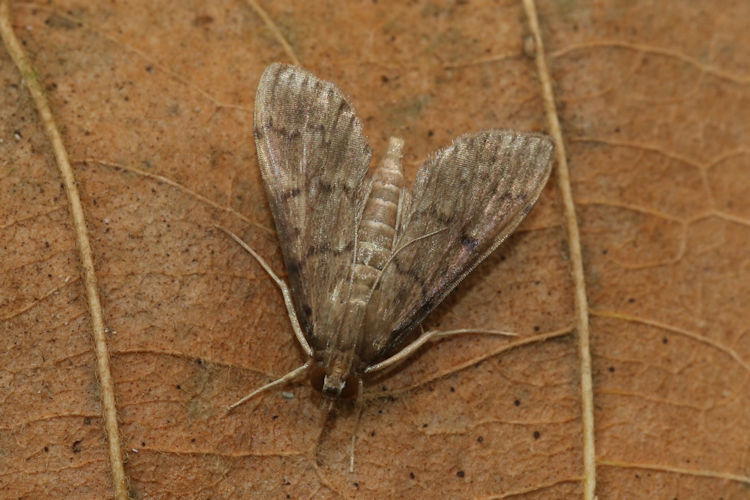 Omiodes confusalis