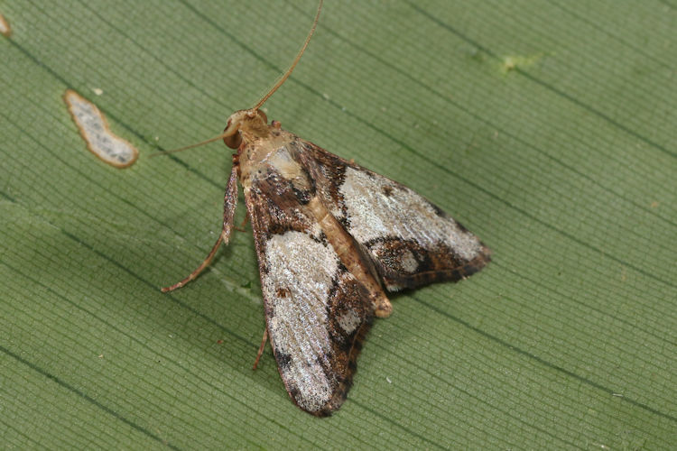 Epipaschiinae sp.1