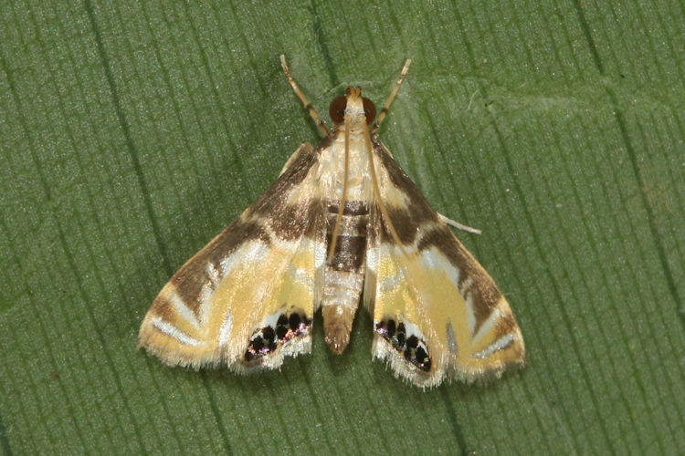 Petrophila auspicatalis