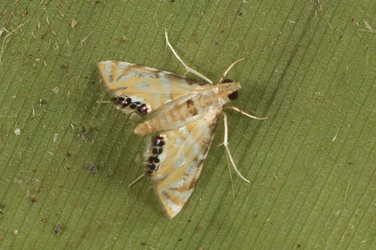 Petrophila altamira