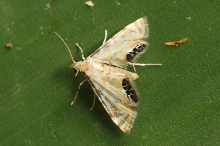 Petrophila altamira