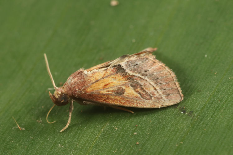 Noctuidae sp.31