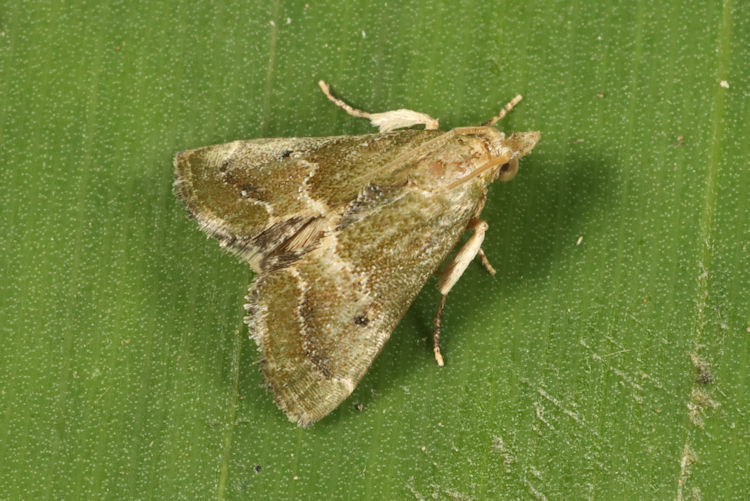 Pyralidae sp.13