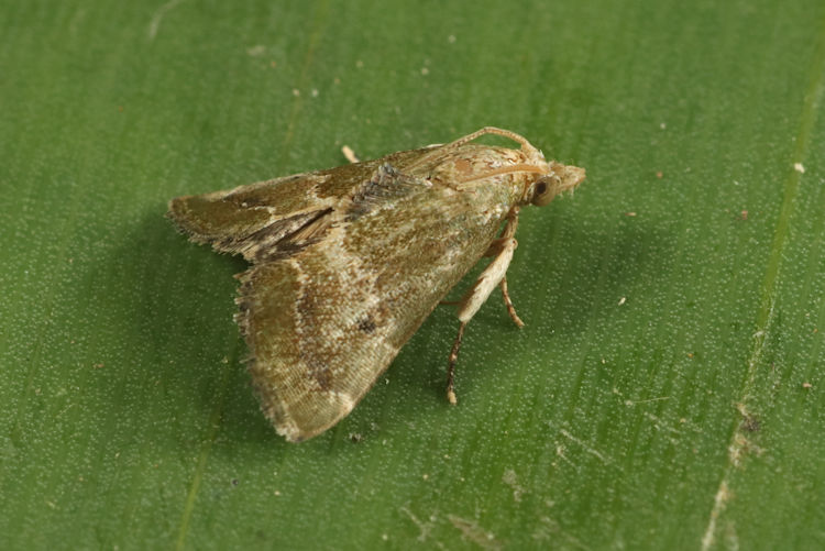 Pyralidae sp.13