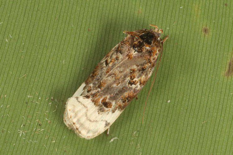 Oecophoridae sp.01