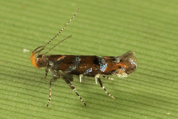 Cosmopterigidae sp.3