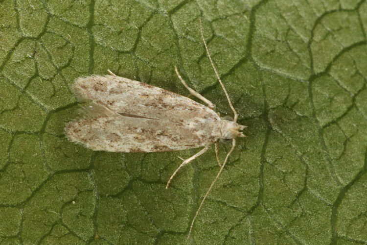 Gelechiidae sp.08