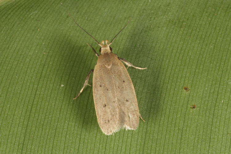 Oecophoridae sp.06