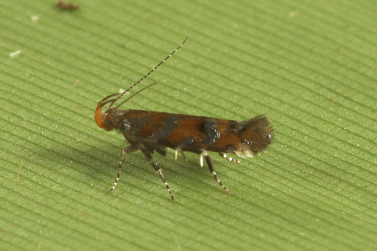 Oecophoridae sp.08