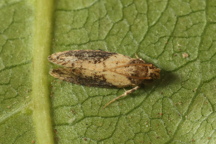 Oecophoridae sp.09