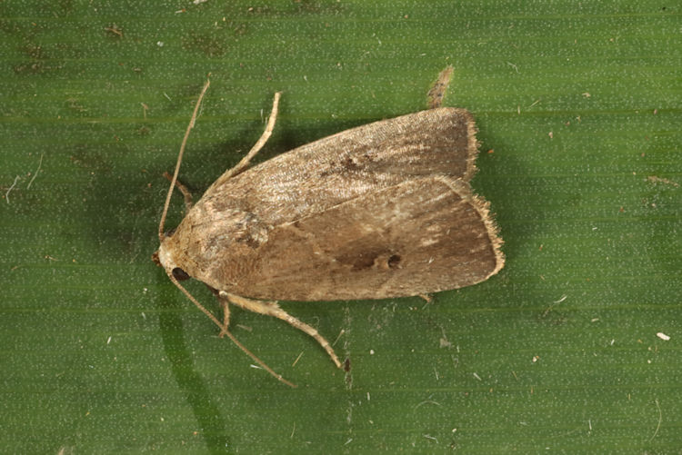 Noctuidae sp.61