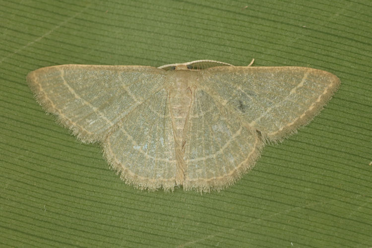 Geometridae sp.11 Sterrhinae