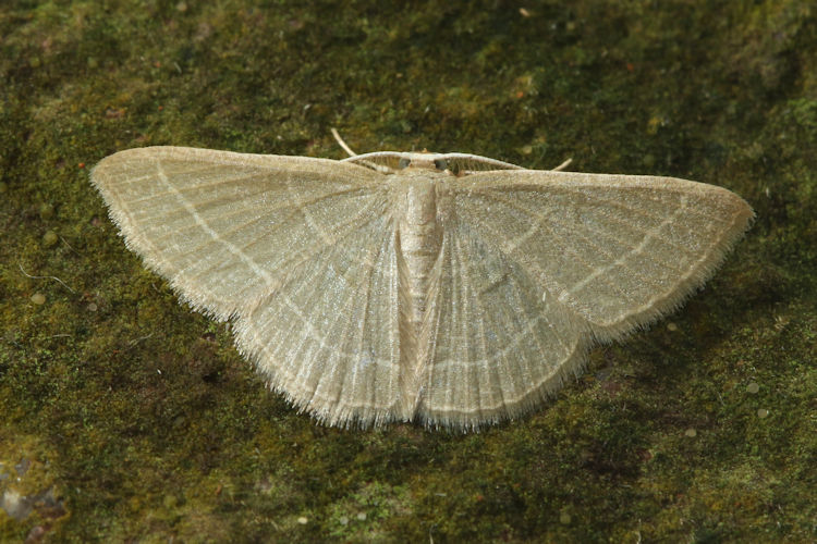 Geometridae sp.11 Sterrhinae