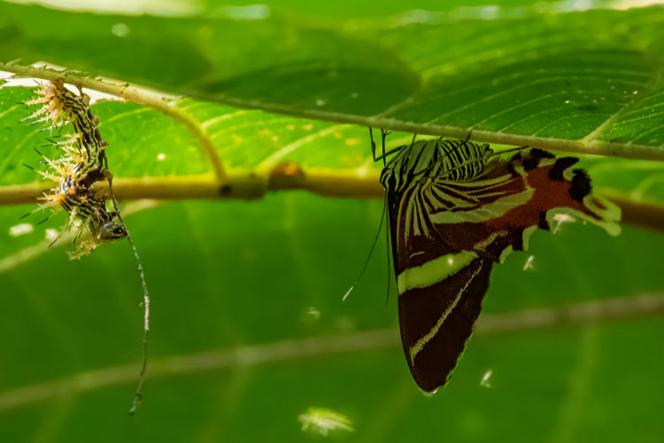 Erateina staudingeri