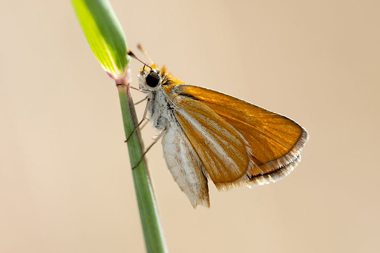 Copaeodes minima