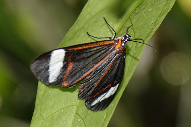 Hyalurga vinosa