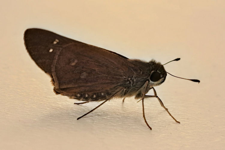 Calpodes ethlius