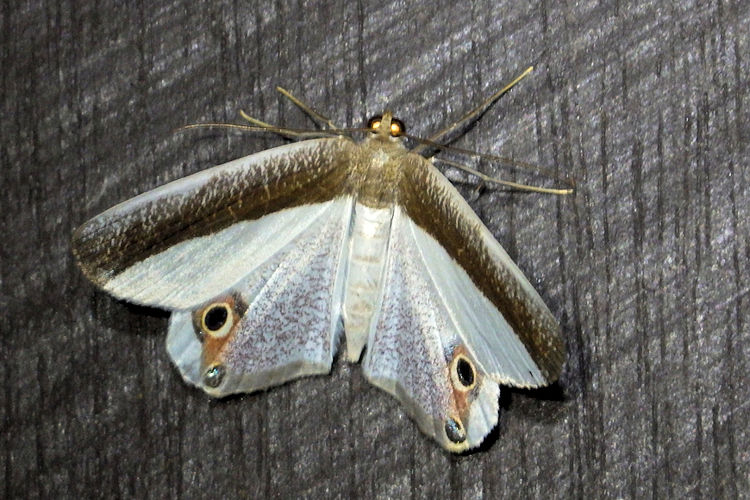 Opisthoxia amabilis