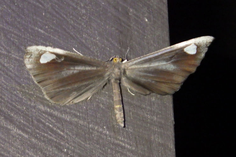 Macrosoma lucivittata