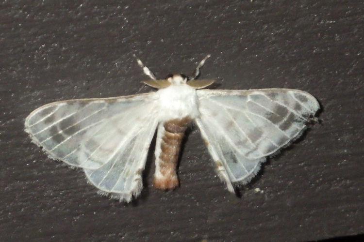 Colla coelestis