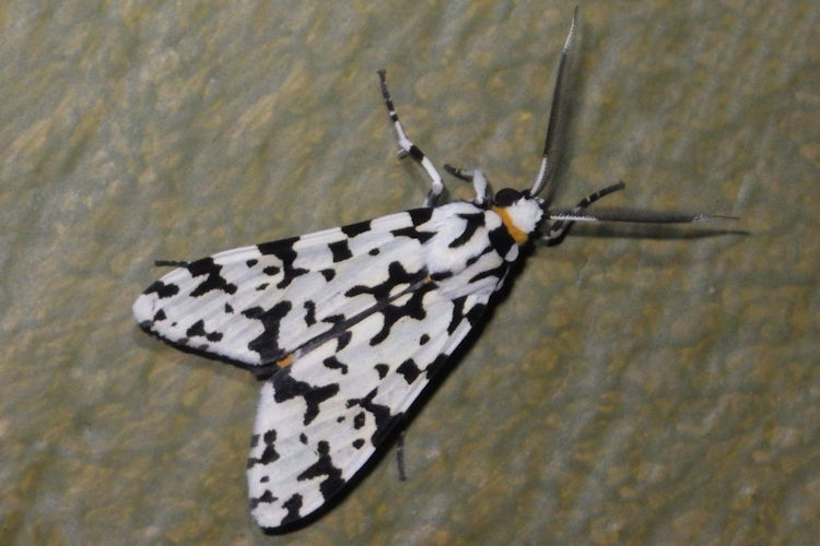 Eucereon tigrata