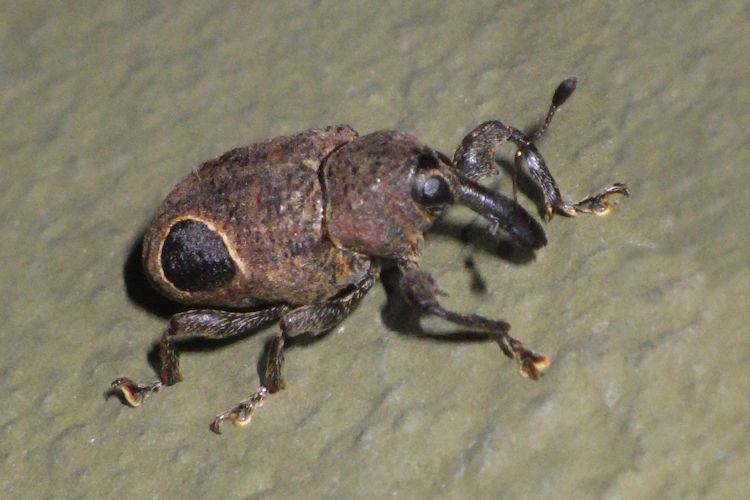 Heilipodus nigromaculatus